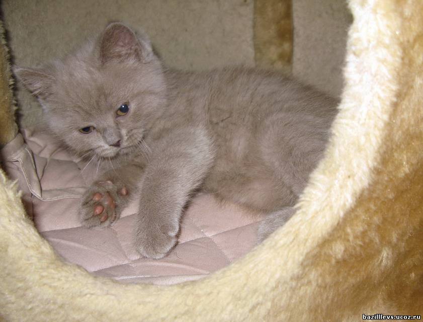 Авито воронеж купить котенка. Британские котята 3 месяца лилового окраса. Лиловые прямоухие котята 2 месяца. Лиловый британец котенок. Британская кошка лилового окраса.